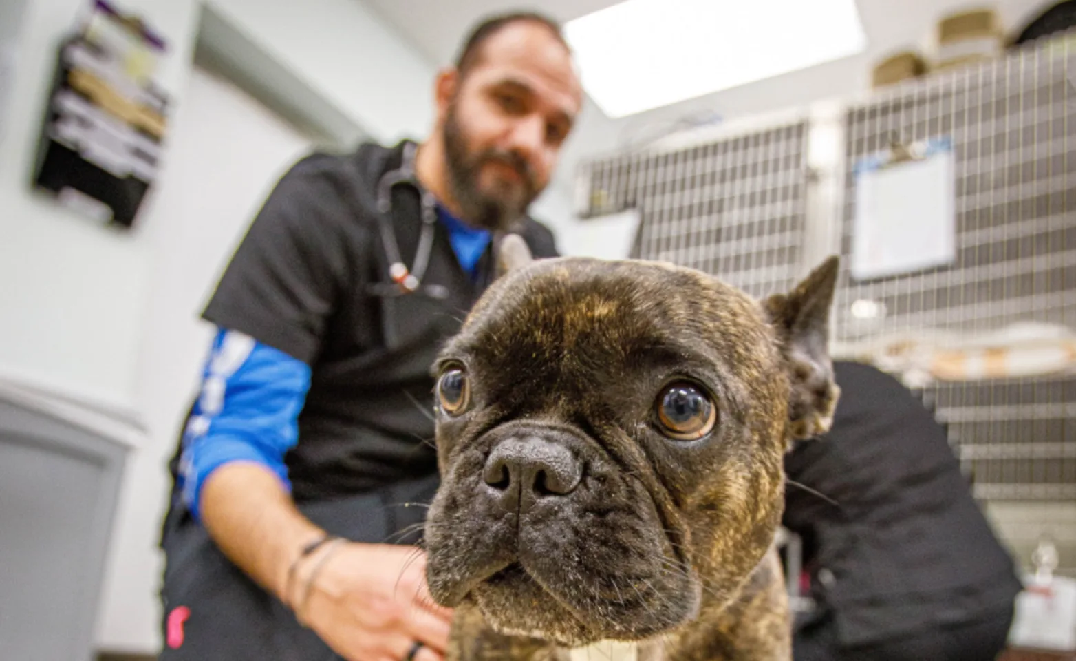 Small brindle dog wearing a blue bandage and standing with a staff member